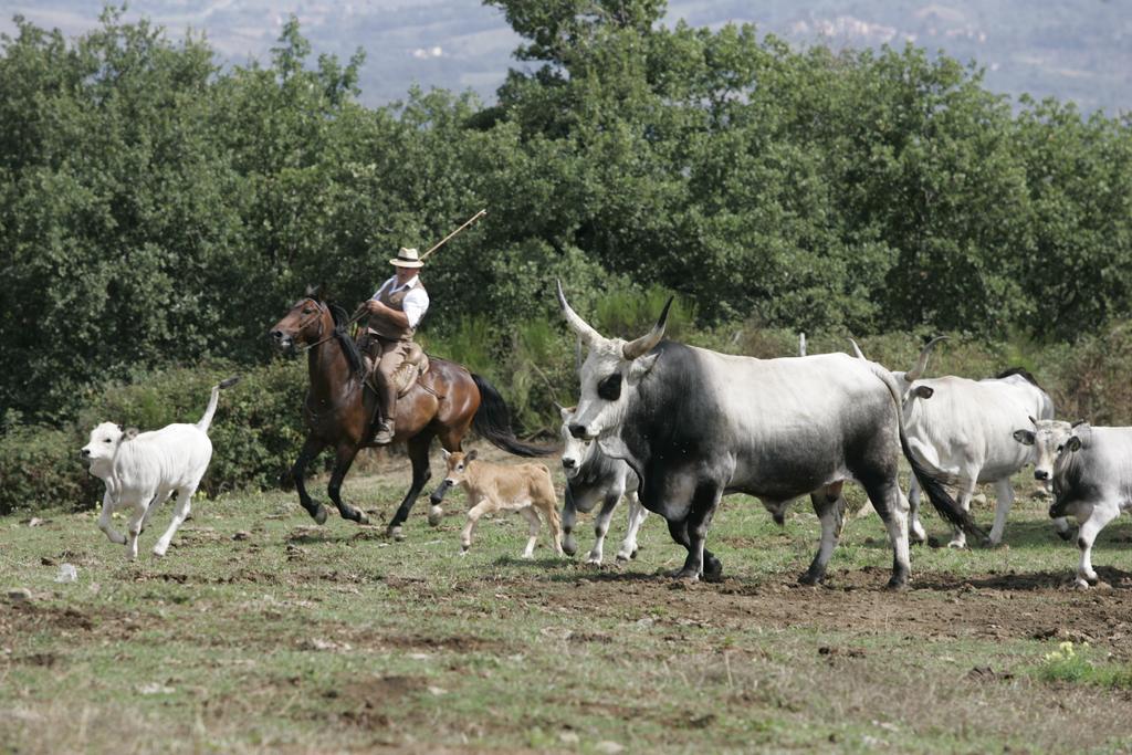 Agriturismo La Forra 가브리클리아 외부 사진
